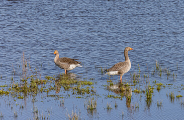 RSPB Portmore Lough wildlife