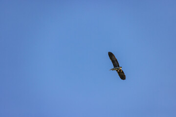 RSPB Portmore Lough wildlife