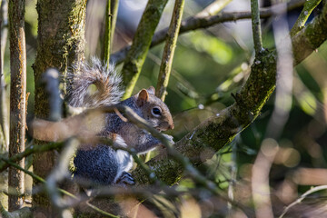 RSPB Portmore Lough wildlife