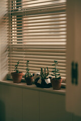 Houseplant Succulents