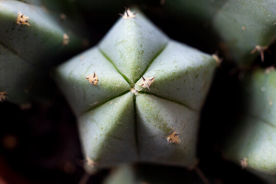 Closeup, macro image of cactus