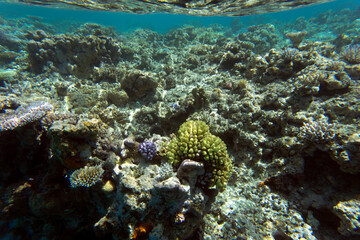 Naklejka na ściany i meble View of coral reef