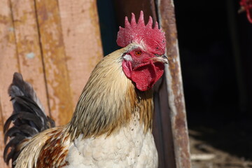 close up portrait of a rooster on poultry yard