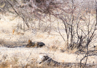 View of jackal sleeping