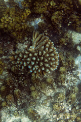 Naklejka na ściany i meble View of acropora coral