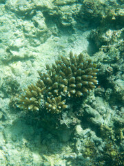 Naklejka na ściany i meble View of acropora coral