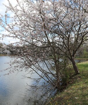 tree by the water in bloom