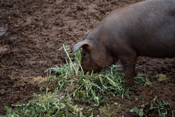 Cerdo ibérico criado en casa comiendo en el barro de la porqueriza.