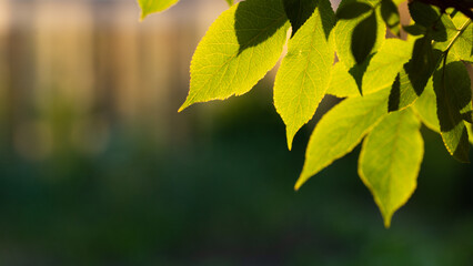 green leaves background in spring