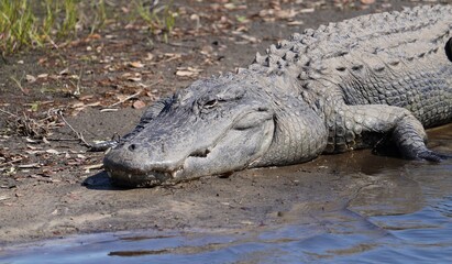 Florida Wild Gator