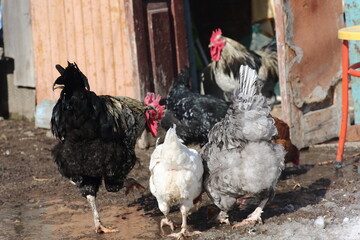 rooster and two han walking on poultry yard