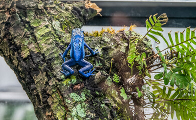 blue frog