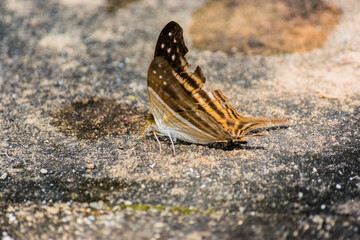 Borboleta marrom com asas machucadas