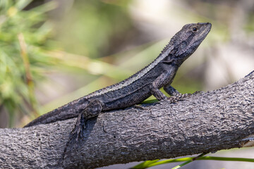 Australian Jacky Lizard or Tree Dragon