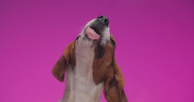 hungry little beagle dog sticking out tongue and licking transparent glass while looking up in front of pink background