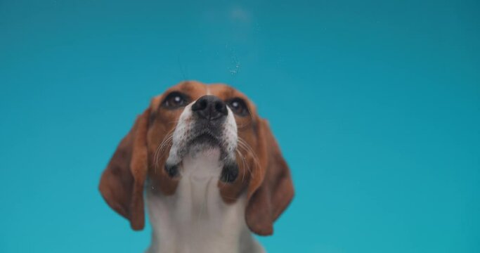 lovely beagle dog in slow motion looking up and licking transparent plexiglass in front of blue background in studio