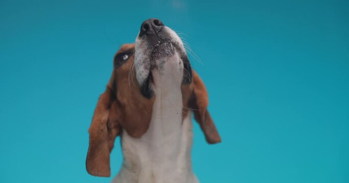 project video of sweet little beagle looking up, sticking out tongue and licking transparent plexiglass in front of blue background