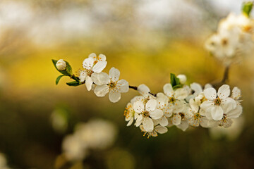 blooming hawthorn flowers