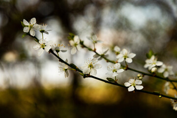 blooming hawthorn flowers