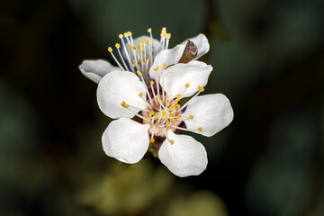 Obraz premium Marillenblüte Wachau