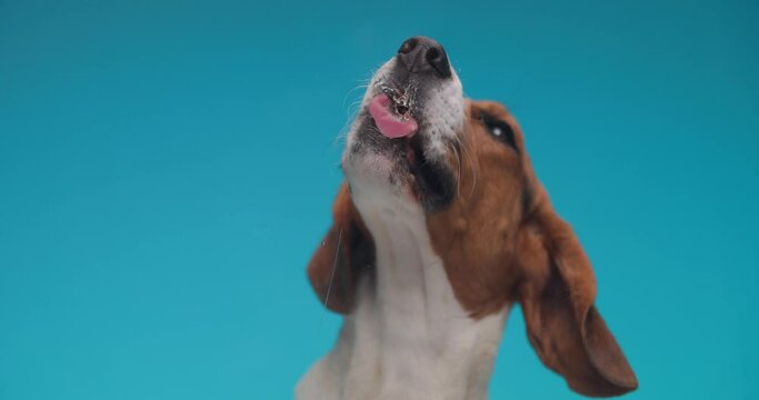 slow motion project video of hungry little beagle puppy with tongue out licking transparent plexiglass in front of blue background in studio