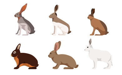 Set of hares, rabbits in cartoon style. Vector illustration of herbivorous animals isolated on white background. Types of hares in the picture black-tailed, white-sided, silver-brown, sandstone hare. © MVshop