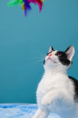 czarno-biały kot patrzący w górę na kolorowe pióra.