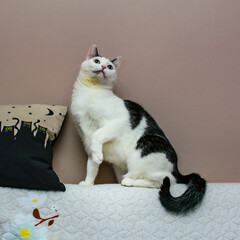 Czarno-biały kot na brązowym tle siedzi  - obrazy, fototapety, plakaty