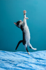 Czarno-biały, kot bawi się piórkiem skacze w powietrzu  - obrazy, fototapety, plakaty