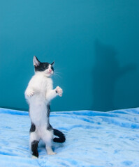 Czarno-biały, kot bawi się piórkiem na sznurku na niebieskim tle.