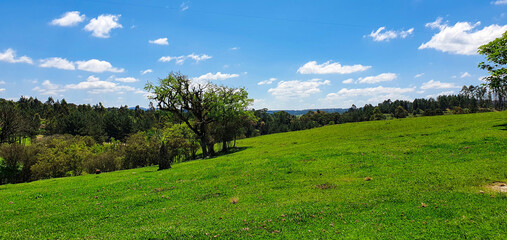 grass and blue sky