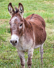 Naklejka na ściany i meble Friendly little donkey standing at the edge of a field
