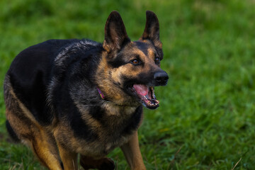 2022-03-27 A MATURE GERMAN SHEPARD RUNNING WITH INTENSE EYES AND A OPEN MOUTH SHOWING ITS TEETH WITH A BLURRY GREEN BACKGROUND