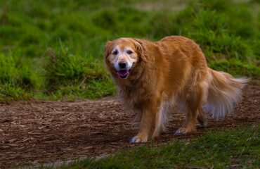 2022-03-28 A SENIOR GOLDEN RETRIEVER WALKING ON A WOOD CHIP WLAKWAY AT THE OFF LEASH AREA AT MARYMOOR PARK IN REDMOND WASHINGTON