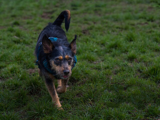 2022-03-28 A SMALL WIREHAIRED DOG WITH ORANGE COLORED EYES WEARING A BLUE HARNESS WALKING IN GRASS WITH A BLURRY BACKGROUND