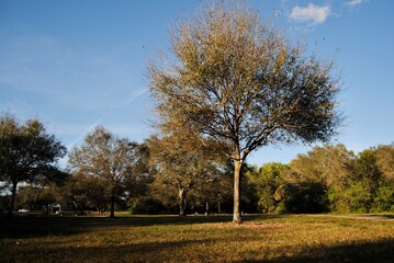trees in the park