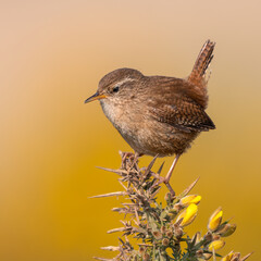 Eurasian wren (Troglodytes troglodytes) portrait, Suffolk, UK. Beautiful UK songbird perched on a gorse bush.