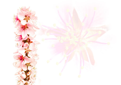 Peach blossoms, double exposure on white background © Martina