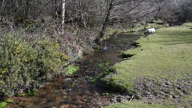 Sheep grazing by a stream in Dartmoor Devon