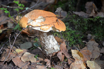 Orange cap mushroom in the forest