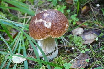 Cep mushroom at the forest