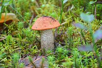 Orange cap mushroom in the forest