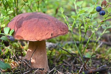 Cep mushroom at the forest