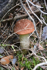 Orange cap mushroom in the forest