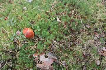 Orange cap mushroom in the forest