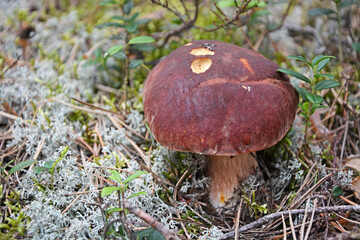 Cep mushroom at the forest