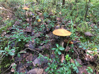 Orange cap mushroom in the forest