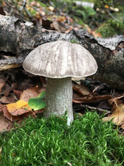 Birch mushroom at the autumn forest. Closeup view