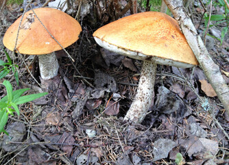 Orange cap mushroom in the forest