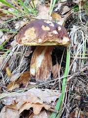 Cep mushroom at the forest